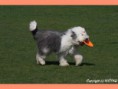 /album/fotogaleria/bobtail-staroanglicky-ovciarsky-pes-jpg/